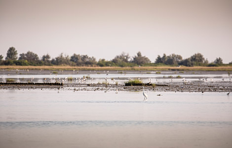 Die Mündung des Tagliamento